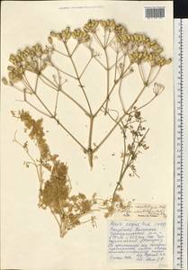 Prangos odontalgica (Pall.) Herrnst. & Heyn, Eastern Europe, Lower Volga region (E9) (Russia)