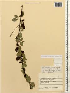 Cotoneaster suavis Pojark., Caucasus, Krasnodar Krai & Adygea (K1a) (Russia)