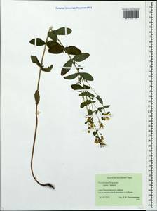 Hypericum maculatum, Eastern Europe, Middle Volga region (E8) (Russia)