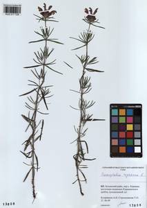 Dracocephalum ruyschiana L., Siberia, Altai & Sayany Mountains (S2) (Russia)