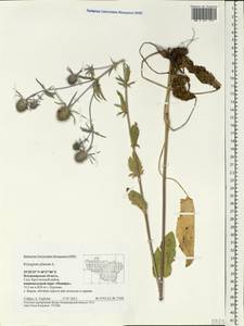 Eryngium planum L., Eastern Europe, Central region (E4) (Russia)