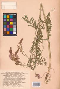 Onobrychis viciifolia Scop., Eastern Europe, Lower Volga region (E9) (Russia)