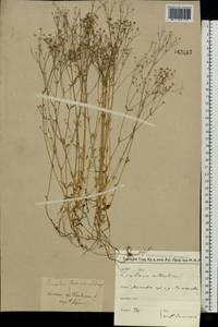 Linum catharticum L., Eastern Europe, Moscow region (E4a) (Russia)