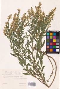 Genista tinctoria L., Eastern Europe, Middle Volga region (E8) (Russia)