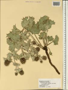 Eryngium maritimum L., Eastern Europe, Rostov Oblast (E12a) (Russia)