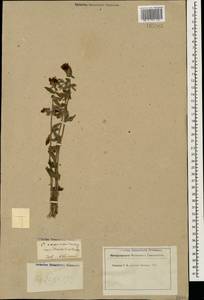 Campanula rapunculoides L., Caucasus, Georgia (K4) (Georgia)