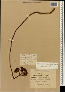 Hylotelephium maximum subsp. ruprechtii (Jalas) Dostál, Caucasus, Abkhazia (K4a) (Abkhazia)
