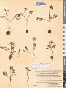 Corydalis magadanica A.P.Khokhr., Siberia, Chukotka & Kamchatka (S7) (Russia)