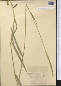 Elymus repens (L.) Gould, Middle Asia, Northern & Central Kazakhstan (M10) (Kazakhstan)