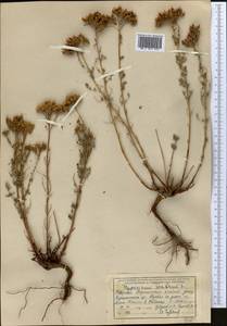 Hypericum scabrum L., Middle Asia, Western Tian Shan & Karatau (M3) (Tajikistan)