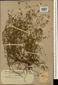 Asperula prostrata (Adams) K.Koch, Caucasus, Azerbaijan (K6) (Azerbaijan)