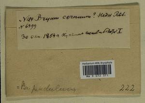 Ptychostomum compactum Hornsch., Bryophytes, Bryophytes - Middle Russia (B6) (Russia)