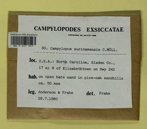 Campylopus surinamensis Müll. Hal., Bryophytes, Bryophytes - America (BAm) (United States)