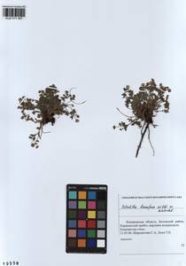 Potentilla humifusa Willd., Siberia, Altai & Sayany Mountains (S2) (Russia)