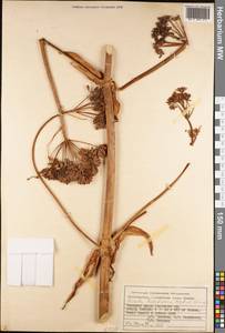 Ferula foetidissima Regel & Schmalh., Middle Asia, Pamir & Pamiro-Alai (M2) (Kyrgyzstan)