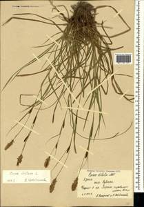 Carex distans L., Crimea (KRYM) (Russia)