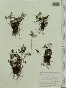 Aleuritopteris argentea (S. G. Gmel.) Fée, Siberia, Baikal & Transbaikal region (S4) (Russia)