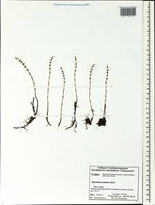 Equisetum pratense Ehrh., Siberia, Central Siberia (S3) (Russia)