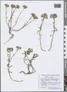 Iberis simplex DC., Caucasus, Black Sea Shore (from Novorossiysk to Adler) (K3) (Russia)