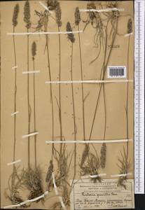 Koeleria pyramidata (Lam.) P.Beauv., Middle Asia, Western Tian Shan & Karatau (M3) (Kazakhstan)