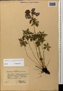 Geranium gymnocaulon DC., Caucasus, Stavropol Krai, Karachay-Cherkessia & Kabardino-Balkaria (K1b) (Russia)