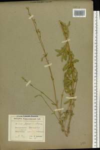 Gypsophila altissima L., Eastern Europe, North Ukrainian region (E11) (Ukraine)