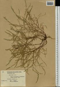 Corispermum declinatum Steph. ex Stev., Eastern Europe, Moscow region (E4a) (Russia)