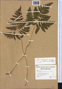 Gymnocarpium robertianum (Hoffm.) Newman, Western Europe (EUR) (Germany)
