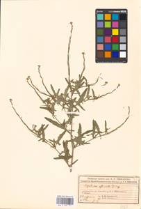 Sisymbrium officinale (L.) Scop., Eastern Europe, Moscow region (E4a) (Russia)