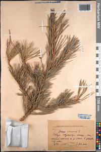 Pinus sylvestris L., Siberia, Baikal & Transbaikal region (S4) (Russia)