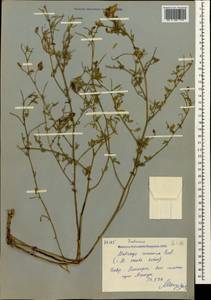 Medicago falcata subsp. falcata, Caucasus, Stavropol Krai, Karachay-Cherkessia & Kabardino-Balkaria (K1b) (Russia)