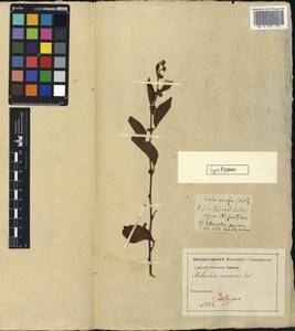 Melochia pilosa (Mill.) Fawc. & Rendle, America (AMER)