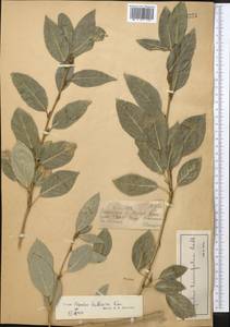 Populus laurifolia Ledeb., Middle Asia, Dzungarian Alatau & Tarbagatai (M5) (Kazakhstan)