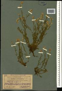 Polygala caucasica Rupr., Caucasus, Azerbaijan (K6) (Azerbaijan)