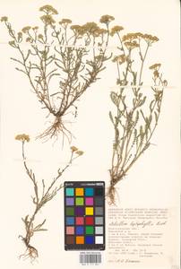 Achillea leptophylla M. Bieb., Eastern Europe, Lower Volga region (E9) (Russia)