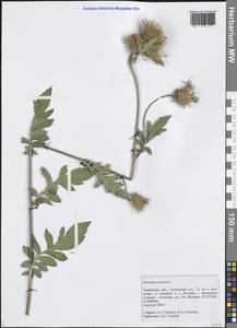 Serratula coronata L., Eastern Europe, Central forest-and-steppe region (E6) (Russia)