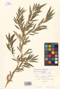 Salix songarica Andersson, Middle Asia, Muyunkumy, Balkhash & Betpak-Dala (M9) (Kazakhstan)