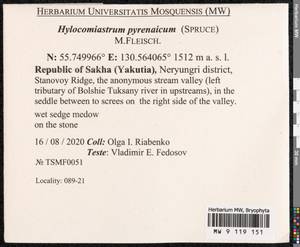 Hylocomiastrum pyrenaicum (Spruce) M. Fleisch. ex Broth., Bryophytes, Bryophytes - Yakutia (B19) (Russia)