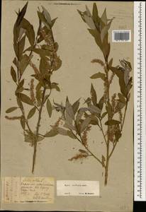 Salix excelsa J.F.Gmel., South Asia, South Asia (Asia outside ex-Soviet states and Mongolia) (ASIA) (Turkey)