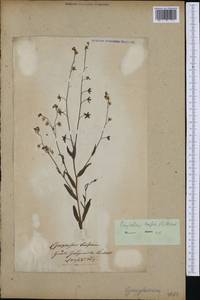 Iberodes linifolia (L.) Serrano, R.Carbajal & S.Ortiz, Western Europe (EUR)