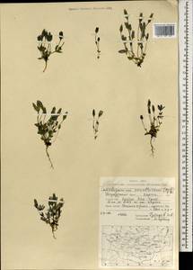 Lomatogonium carinthiacum (Wulfen) Reichenb., Mongolia (MONG) (Mongolia)
