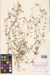 Cerastium regelii Ostenf., Eastern Europe, Northern region (E1) (Russia)