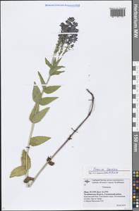 Veronica teucrium L., Eastern Europe, Eastern region (E10) (Russia)