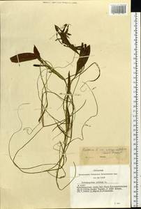 Potamogeton × sparganiifolius Laest. ex Fr., Siberia, Altai & Sayany Mountains (S2) (Russia)