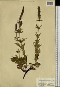 Nepeta multifida L., Siberia, Altai & Sayany Mountains (S2) (Russia)