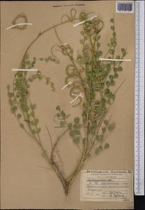 Sophora lehmannii (Bunge) Yakovlev, Middle Asia, Syr-Darian deserts & Kyzylkum (M7) (Uzbekistan)
