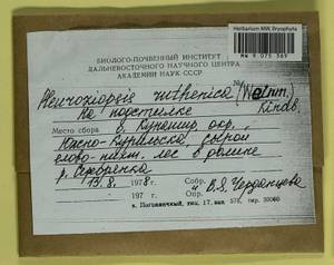 Pleuroziopsis ruthenica (Weinm.) Kindb. ex E. Britton, Bryophytes, Bryophytes - Russian Far East (excl. Chukotka & Kamchatka) (B20) (Russia)