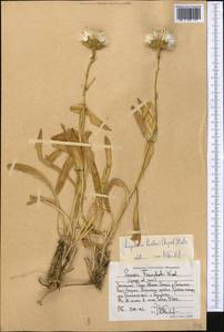 Ligularia pavlovii (Lipsch.) Cretz., Middle Asia, Western Tian Shan & Karatau (M3) (Kyrgyzstan)