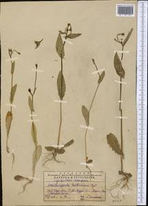 Acanthocephalus benthamianus Regel & Schmalh., Middle Asia, Western Tian Shan & Karatau (M3) (Kazakhstan)