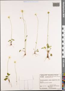 Parnassia palustris L., Siberia, Central Siberia (S3) (Russia)